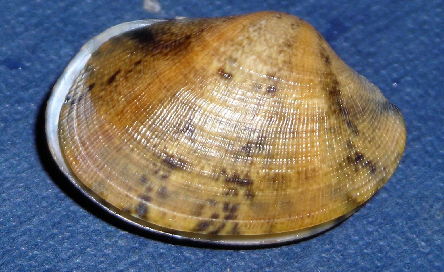 Conferma: Tapes decussatus